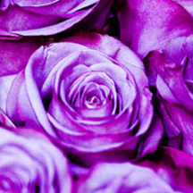 无损服务升级的网站攻击软件工具