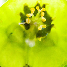 快速的ddos压力测试平台